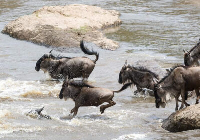 Best Time to Visit Masai Mara Kenya