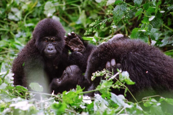 4-Day Rwanda Gorilla and Golden Monkey Trekking Tour