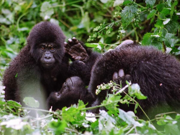 4-Day Rwanda Gorilla and Golden Monkey Trekking Tour