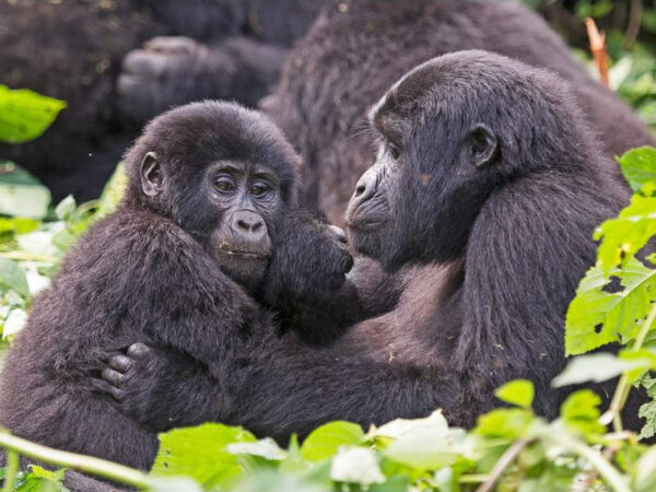 3-Day Gorilla Trekking & Batwa Experience in Bwindi NP
