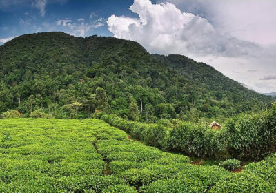 Most Popular National Parks in Uganda