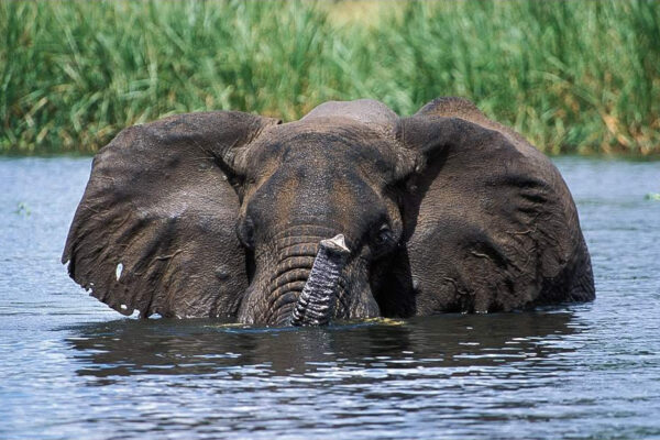 13-Day Gorillas, Wildlife, Big Five, Chimps and Rafting