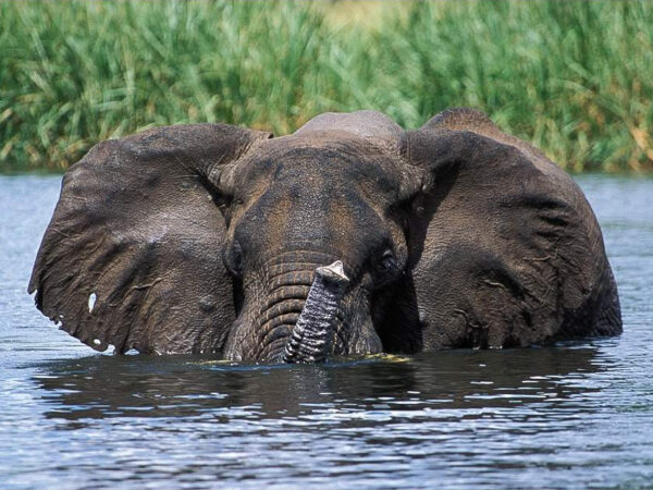 13-Day Gorillas, Wildlife, Big Five, Chimps and Rafting