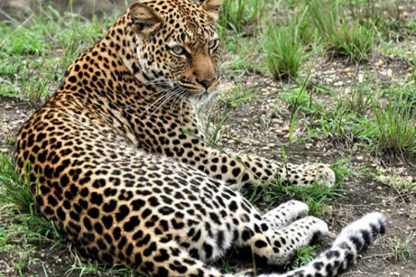 18-Day Safari Exploring Almost All Uganda National Parks