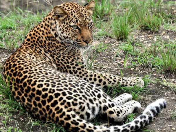 18-Day Safari Exploring Almost All Uganda National Parks