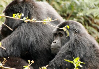 Why visit Gorillas in Uganda.