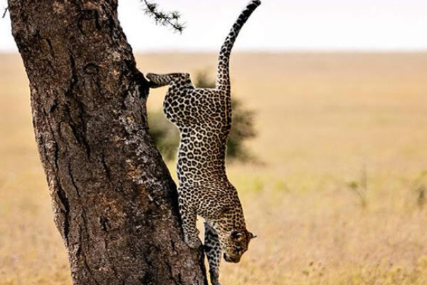 8-Day Experience Gorillas, Chimps and Big 5 Game Drives