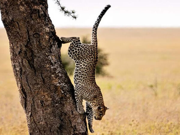 8-Day Experience Gorillas, Chimps and Big 5 Game Drives