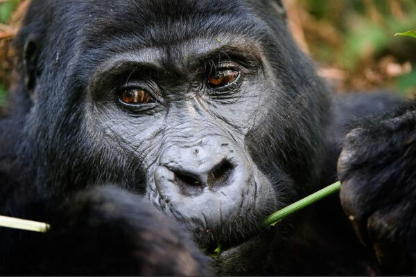 3-Day Gorilla Trekking and Mountain Biking at Lake Kivu