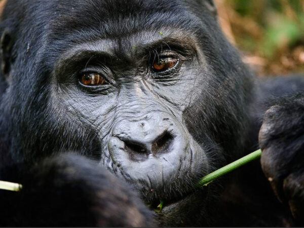 3-Day Gorilla Trekking and Mountain Biking at Lake Kivu